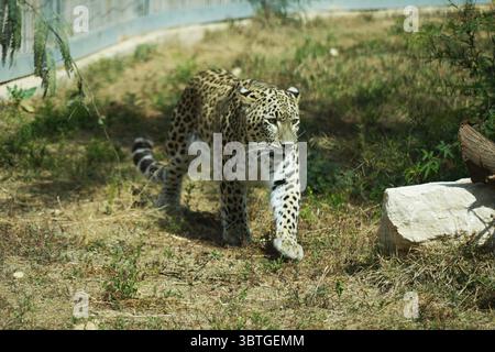 Il Midbarium o "Desertarium", anche il Jack, Joseph e Morton Mandel Animal Park, è uno zoo nel deserto e un parco divertimenti ai margini del deserto Foto Stock