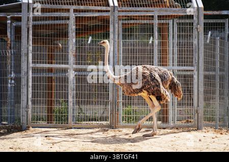 Il Midbarium o "Desertarium", anche il Jack, Joseph e Morton Mandel Animal Park, è uno zoo nel deserto e un parco divertimenti ai margini del deserto Foto Stock