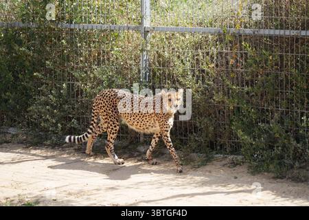 Il Midbarium o "Desertarium", anche il Jack, Joseph e Morton Mandel Animal Park, è uno zoo nel deserto e un parco divertimenti ai margini del deserto Foto Stock