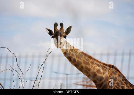 Il Midbarium o "Desertarium", anche il Jack, Joseph e Morton Mandel Animal Park, è uno zoo nel deserto e un parco divertimenti ai margini del deserto Foto Stock