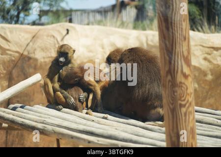 Il Midbarium o "Desertarium", anche il Jack, Joseph e Morton Mandel Animal Park, è uno zoo nel deserto e un parco divertimenti ai margini del deserto Foto Stock