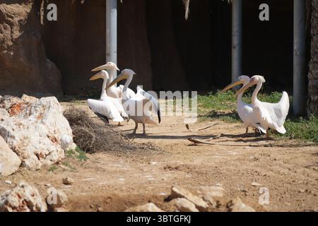 Il Midbarium o "Desertarium", anche il Jack, Joseph e Morton Mandel Animal Park, è uno zoo nel deserto e un parco divertimenti ai margini del deserto Foto Stock