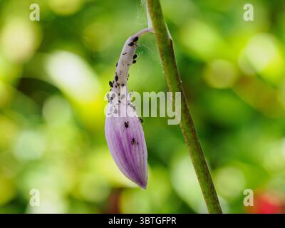 Fiore di Hosta che strizza con gli afidi Foto Stock