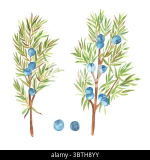 Un fascio di ramoscelli di ginepro acquerello e bacche blu. Elemento clipart del tè alle erbe. Illustrazione disegnata a mano sul tema dell'aromaterapia, alternativa m Foto Stock