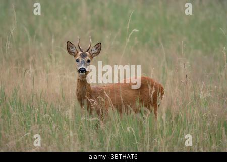 Vista laterale del capriolo avvistato nel prato estivo. Primo piano della fauna selvatica con luce naturale e sfondo morbido, catturato in natura. Foto Stock