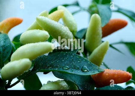 Peperoni verdi e arancioni che crescono su una pianta con goccioline d'acqua sulle foglie. Foto Stock
