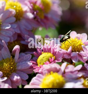 Un'ape affollata raccoglie il nettare dai fiori colorati, brillando alla luce del sole. Foto Stock