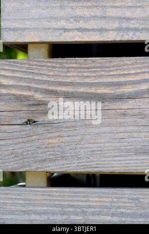 Sfondo in legno da pannelli luminosi testurizzati non verniciati Foto Stock