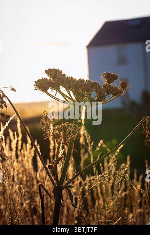 Common Hogweed (Heracleum sphondylium), un fiore selvatico nativo britannico. Al crepuscolo luglio 2025 Foto Stock