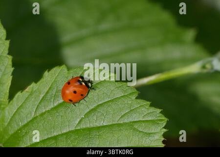 Una vivace coccinella rossa con macchie nere è arroccata su una lussureggiante foglia verde. Il fogliame circostante cattura la luce del sole in un tranquillo giardino, in mostra Foto Stock