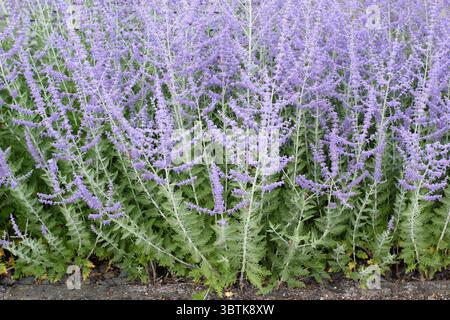 Perovskia Blue Spire, salvia russa, fiori verticali blu salvia a luglio. REGNO UNITO Foto Stock