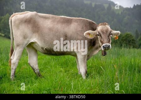 Mucca svizzera marrone al pascolo nel verde lussureggiante Foto Stock