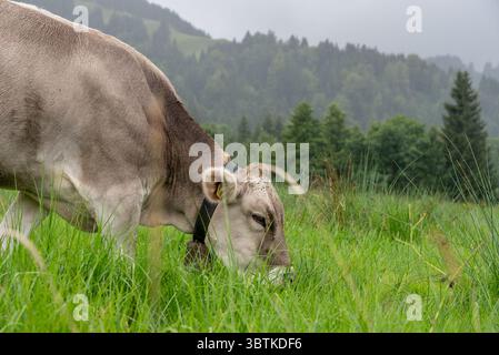 Mucca svizzera marrone al pascolo nel verde lussureggiante Foto Stock