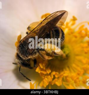 Api mellifere in un primo piano di fiori di rosa in una giornata di sole Foto Stock