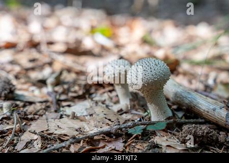 Primo piano di funghi piuffball Spiky su un pavimento della foresta ricoperto di foglie autunnali e Twig: Intricate texture fungine, toni terrosi e ha naturale Foto Stock