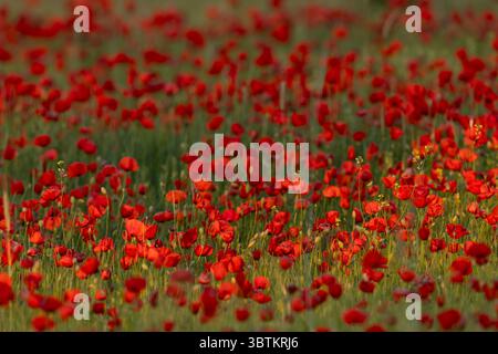 Un campo pieno di papavero rosso, papavero comune o papavero delle fiandre (Papaver rhoeas) trovato nel Parco Nazionale di Kiskunsagi in Ungheria Foto Stock