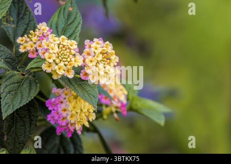 Fiori di lantana rosa e giallo in fiore, in un giardino nelle montagne andine orientali della Colombia centrale, vicino alla riserva naturale di Iguaque. Foto Stock