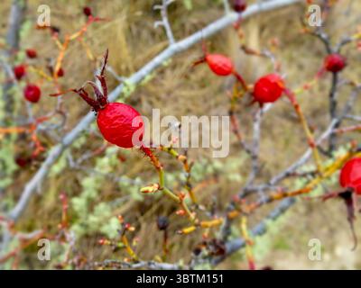 Primo piano dei fianchi di rosa rossa sui rami spinosi in autunno, con un morbido sfondo bokeh e un'illuminazione naturale Foto Stock