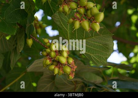 Paulownia tomentosa e i suoi frutti a fine estate, chiamato anche albero dell'imperatrice o foxglove, paulowniaceae a crescita rapida e a foglia grande. Foto Stock