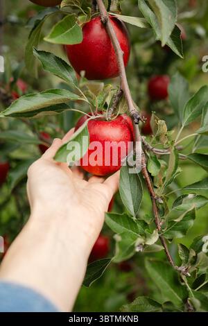 Una mano raggiunge una mela rossa brillante tra foglie verdi lussureggianti in un frutteto durante la stagione di raccolta delle mele. Foto Stock