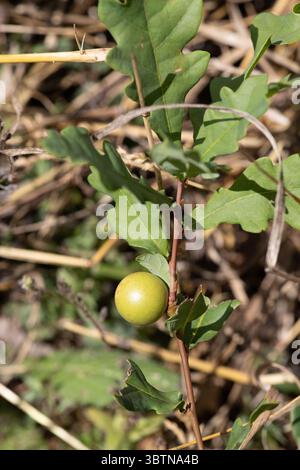 Gall di quercia, alias Mela di quercia su un alberello di quercia (Quercus robur) Foto Stock