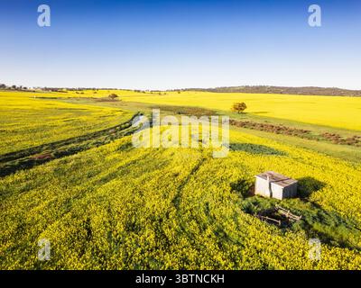 Vista aerea dei campi dorati di canola che incontrano il cielo azzurro, con un piccolo capannone annidato tra le vibranti fioriture gialle, Australia Occidentale, Australia Occidentale, Australia. Foto Stock