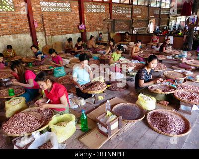 All'interno di una vivace fabbrica di anacardi nel sud del Myanmar, decine di lavoratori selezionano meticolosamente, elaborano le noci di anacardi a mano, e producono alimenti nutrizionali Foto Stock