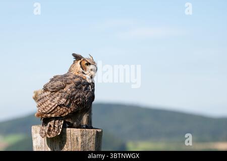 Il gufo della grande aquila cornea, la fauna selvatica, l'uccello raptore su Un tronco d'albero, l'habitat, la foresta e il paesaggio dei prati Foto Stock