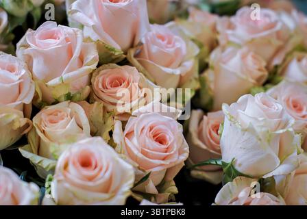 Delicate rose rosa chiaro con bordi di colore verde, disposizione floreale ravvicinata che simboleggia eleganza e tenerezza. Foto Stock