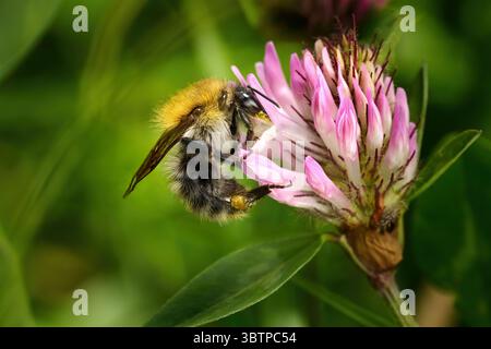 Comune Carder Bee (Bombus pascuorum) lavoratrice che raccoglie polline su Red Clover Foto Stock