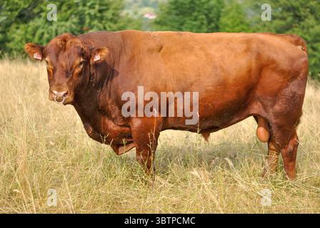 Toro bruno con anello per il naso in piedi in erba secca alta su un pascolo estivo, circondato da mosche. Foto Stock