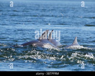 Delfini tursiopi (Tursiops truncatus) fotografati da Chanonry Point nel Moray Firth, Rosemarkie/Fortrose, Black Isle, Highland, Scozia, REGNO UNITO Foto Stock