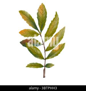 Illustrazione di singole foglie di rowan in calde tonalità autunnali. Dipinto a mano in delicato stile acquerello, perfetto per disegni botanici e decorazioni stagionali Foto Stock