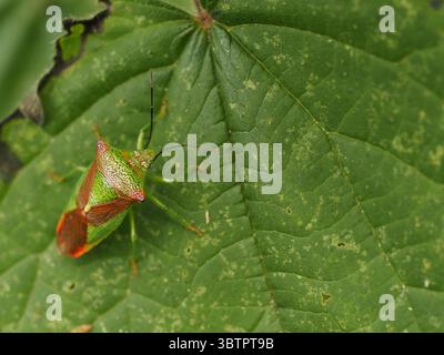 Insetto eterottero colorato che poggia su una foglia verde nell'habitat naturale Foto Stock