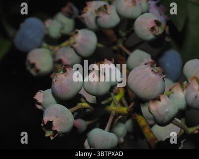 Gruppo di mirtilli maturi e maturi su un ramo in dettaglio Foto Stock
