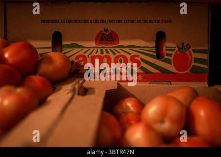 Mexiko Stadt, Messico. 15 luglio 2025. Le scatole di pomodori messicani etichettate "non destinati all'esportazione negli Stati Uniti" si trovano in un magazzino. I nuovi dazi statunitensi all'importazione del 17,09% sui pomodori freschi provenienti dal Messico e la speculazione sui prezzi stanno causando incertezza tra i commercianti messicani. "Il Messico rimane uno dei nostri alleati più importanti, ma per troppo tempo i nostri agricoltori sono stati schiacciati da pratiche commerciali sleali che hanno ridotto i prezzi di prodotti come i pomodori. Ora è finita", ha detto il Segretario al commercio Lutnick. Crediti: Felix Marquez/dpa/Alamy Live News Foto Stock