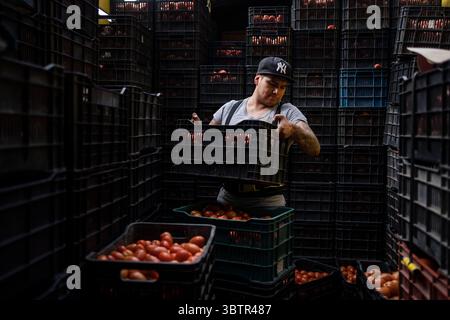 Mexiko Stadt, Messico. 15 luglio 2025. Antonio Silva scarica i pomodori messicani in un mercato all'ingrosso. I nuovi dazi statunitensi all'importazione del 17,09% sui pomodori freschi provenienti dal Messico e la speculazione sui prezzi stanno causando incertezza tra i commercianti. "Il Messico rimane uno dei nostri alleati più importanti, ma per troppo tempo i nostri agricoltori sono stati schiacciati da pratiche commerciali sleali che hanno ridotto i prezzi di prodotti come i pomodori. Ora è finita", ha detto il Segretario al commercio Lutnick. Crediti: Felix Marquez/dpa/Alamy Live News Foto Stock