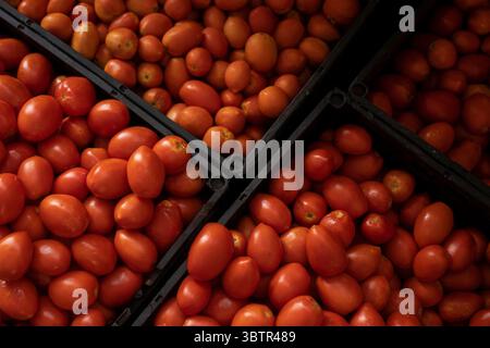 Mexiko Stadt, Messico. 15 luglio 2025. Pomodori in un mercato all'ingrosso. I nuovi dazi all'importazione statunitensi del 17,09% sui pomodori freschi provenienti dal Messico e la speculazione sui prezzi stanno causando incertezza tra i commercianti messicani. "Il Messico rimane uno dei nostri alleati più importanti, ma per troppo tempo i nostri agricoltori sono stati schiacciati da pratiche commerciali sleali che hanno ridotto i prezzi di prodotti come i pomodori. Ora è finita", ha detto il Segretario al commercio Lutnick. Crediti: Felix Marquez/dpa/Alamy Live News Foto Stock