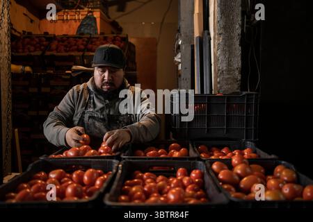 Mexiko Stadt, Messico. 15 luglio 2025. Javier Murguia smista pomodori messicani nei magazzini del mercato all'ingrosso. I nuovi dazi statunitensi all'importazione del 17,09% sui pomodori freschi provenienti dal Messico e la speculazione sui prezzi stanno causando incertezza tra i commercianti messicani. "Il Messico rimane uno dei nostri alleati più importanti, ma per troppo tempo i nostri agricoltori sono stati schiacciati da pratiche commerciali sleali che hanno ridotto i prezzi di prodotti come i pomodori. Ora è finita", ha detto il Segretario al commercio Lutnick. Crediti: Felix Marquez/dpa/Alamy Live News Foto Stock