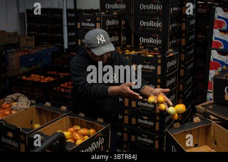 Mexiko Stadt, Messico. 15 luglio 2025. Un lavoratore smista pomodori messicani nei magazzini del mercato all'ingrosso. I nuovi dazi statunitensi all'importazione del 17,09% sui pomodori freschi provenienti dal Messico e la speculazione sui prezzi stanno causando incertezza tra i commercianti messicani. "Il Messico rimane uno dei nostri alleati più importanti, ma per troppo tempo i nostri agricoltori sono stati schiacciati da pratiche commerciali sleali che hanno ridotto i prezzi di prodotti come i pomodori. Ora è finita", ha detto il Segretario al commercio Lutnick. Crediti: Felix Marquez/dpa/Alamy Live News Foto Stock