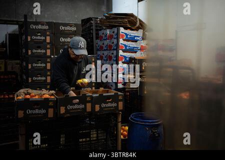 Mexiko Stadt, Messico. 15 luglio 2025. Un lavoratore smista pomodori messicani nei magazzini del mercato all'ingrosso. I nuovi dazi statunitensi all'importazione del 17,09% sui pomodori freschi provenienti dal Messico e la speculazione sui prezzi stanno causando incertezza tra i commercianti messicani. "Il Messico rimane uno dei nostri alleati più importanti, ma per troppo tempo i nostri agricoltori sono stati schiacciati da pratiche commerciali sleali che hanno ridotto i prezzi di prodotti come i pomodori. Ora è finita", ha detto il Segretario al commercio Lutnick. Crediti: Felix Marquez/dpa/Alamy Live News Foto Stock