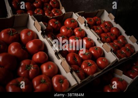 Mexiko Stadt, Messico. 15 luglio 2025. I pomodori si trovano in casse di un mercato all'ingrosso. I nuovi dazi statunitensi all'importazione del 17,09% sui pomodori freschi provenienti dal Messico e la speculazione sui prezzi stanno causando incertezza tra i commercianti messicani. "Il Messico rimane uno dei nostri alleati più importanti, ma per troppo tempo i nostri agricoltori sono stati schiacciati da pratiche commerciali sleali che hanno ridotto i prezzi di prodotti come i pomodori. Ora è finita", ha detto il Segretario al commercio Lutnick. Crediti: Felix Marquez/dpa/Alamy Live News Foto Stock