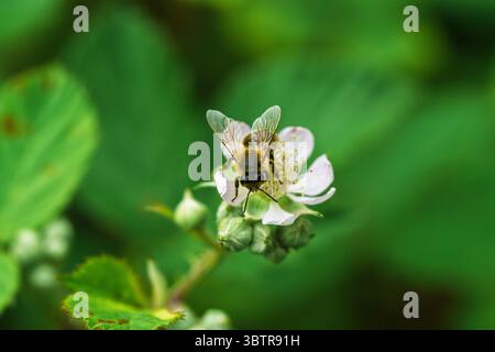 Primo piano di un'ape su un fiore bianco, che mostra la bellezza della natura e l'importanza degli impollinatori. Foto Stock