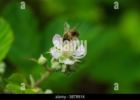 Primo piano di un'ape su un fiore bianco, che mostra la bellezza della natura e l'importanza degli impollinatori. Foto Stock