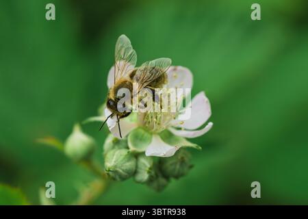 Primo piano di un'ape su un fiore bianco, che mostra la bellezza della natura e l'importanza degli impollinatori. Foto Stock