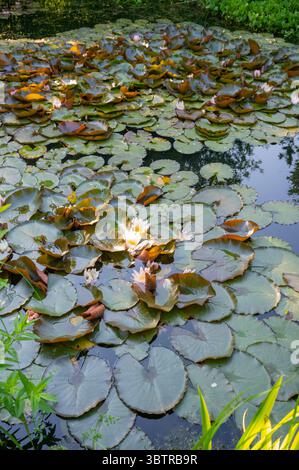 Fiori e ninfee, piante acquatiche di Nuphar, in uno stagno in un giardino di campagna in Inghilterra, UKrural Foto Stock
