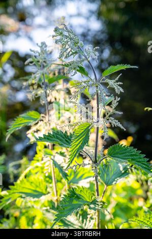 Ortica pungente femminile, Urtica dioica, anche ortica comune o brucia ortica nei semi tra le erbacce in un giardino di campagna in Inghilterra Foto Stock