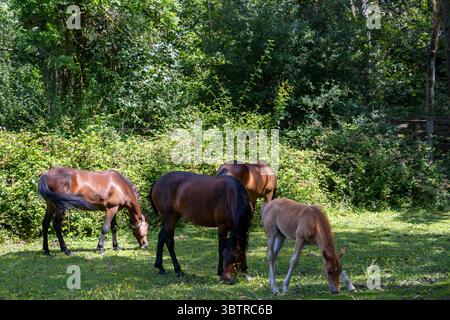 Mare e puledro con altri pony della New Forest nella New Forest, Hampshire, Inghilterra Foto Stock