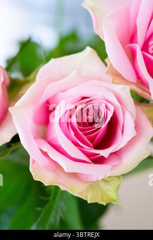 Primo piano sulle rose rosa Foto Stock