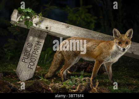 Red Fox, nome scientifico: Vulpes Vulpes, primo piano a tutta lunghezza di una volpe rossa allerta di notte, fotocamera di fronte con il cartello del sentiero pubblico caduto dietro il Foto Stock